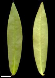 Veronica pubescens subsp. sejuncta. Leaf surfaces, adaxial (left) and abaxial (right). Te Hauturu-o-Toi / Little Barrier I. Scale = 10 mm.
 Image: W.M. Malcolm © Te Papa CC-BY-NC 3.0 NZ
